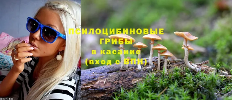 Галлюциногенные грибы Psilocybe  Вологда 